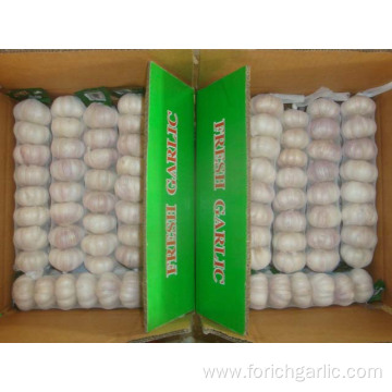 Normal White Garlic packed in 8pcs bag